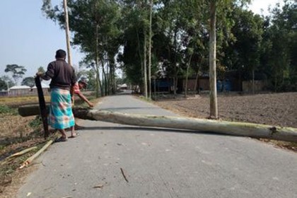 ঠাকুরগাঁওয়ে অবৈধভাবে সরকারি গাছ কাটার অভিযোগ 