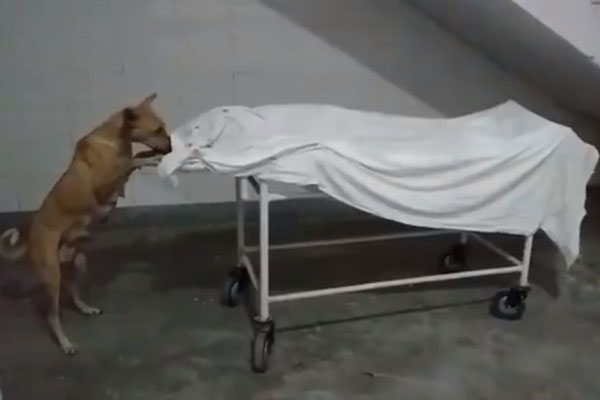 হাসপাতালে মরদেহ খুবলে খাওয়ার চেষ্টা কুকুরের