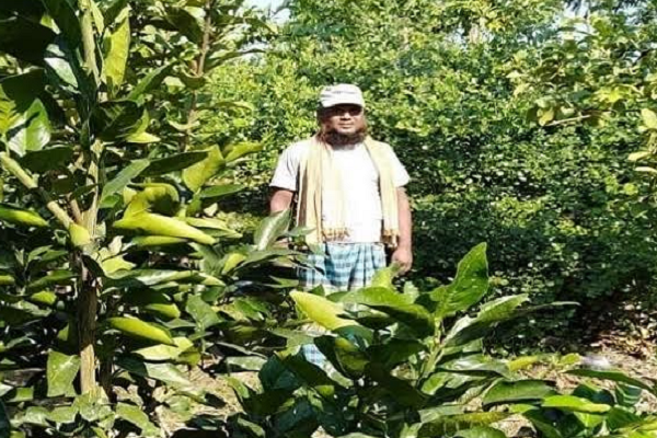 নাটোরের বাগাতিপাড়ায় মাল্টা চাষে ব্যাপক সাফল্যের সম্ভাবনা