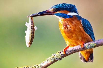 বিলুপ্তির পথে মাছরাঙা!