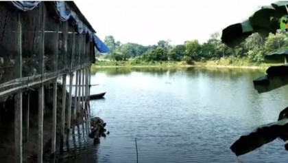 একসঙ্গে মুরগি ও মাছ চাষ 

