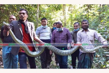 কাপ্তাই জাতীয় উদ্যানে অজগর সাপ অবমুক্ত 

