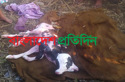 দিনাজপুরে দুই মাথা ও চার চোখ বিশিষ্ট বাছুরের জন্ম