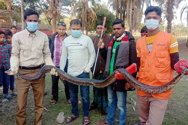 প্রকৃতি সচেতন যুবকের বাধায় প্রাণে বেঁচে গেল সুন্দরবনের অজগর