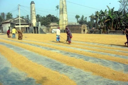 বগুড়ায় হঠাৎ ধান-চালের দাম কম, লোকসানের মুখে ব্যবসায়ী ও কৃষকরা