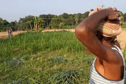 
চাষের ঘাস কেটে ফেলেছে প্রতিপক্ষ, মাথায় হাত ভুক্তভোগী কৃষকের