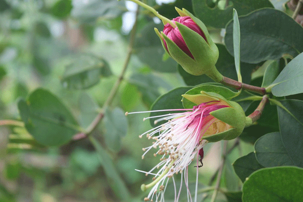 বিষখালীর তীরে জেগে ওঠা ছৈলার চর