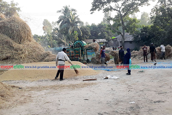নওগাঁয় কৃষকের ঘরে ঘরে চলছে নবান্নের উৎসব