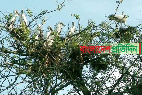 অতিথি পাখির স্থায়ী আবাসস্থল নওগাঁর খাগড়কুড়ি গ্রাম