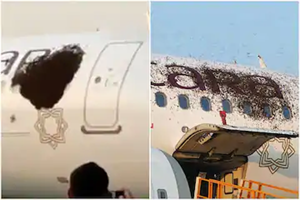 কলকাতার বিমানে ঝাঁকে ঝাঁকে মৌমাছি! (ভিডিও)