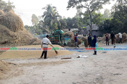 নওগাঁয় কৃষকের ঘরে ঘরে চলছে নবান্নের উৎসব
