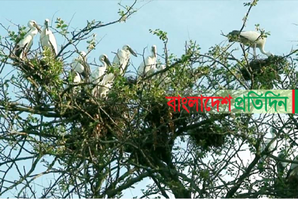 অতিথি পাখির স্থায়ী আবাসস্থল নওগাঁর খাগড়কুড়ি গ্রাম