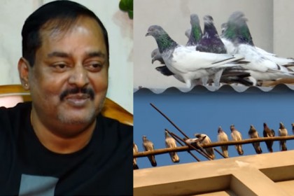 ছোটবেলা থেকেই শখ, ডিপজলের আছে ৮ হাজার কবুতর