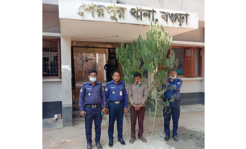বগুড়ায় বাড়ির আঙিনায় গাঁজা চাষ 