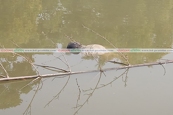 পুকুরে ভেসে উঠলো যুবকের লাশ