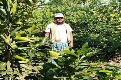 বাগাতিপাড়ায় মাল্টা চাষে ব্যাপক সাফল্যের সম্ভাবনা