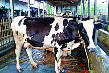সহজে ব্যাংক ঋণ পাচ্ছেন না দুগ্ধ খামারীরা
