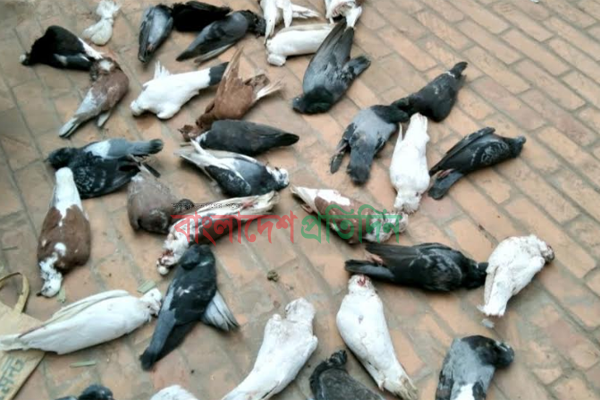 ক্ষেতে বিষ মেশানো গম খেয়ে ১৯৩ কবুতরের মৃত্যু