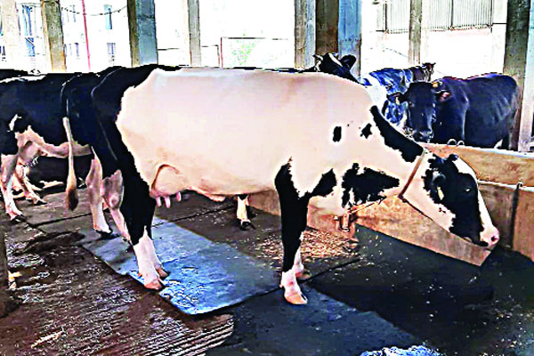 রাজধানীতে দোতলা তিনতলা জুড়ে গরু ছাগলের খামার