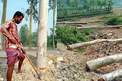 সড়কের সরকারি গাছ কেটে নিলেন ইউপি সদস্য
