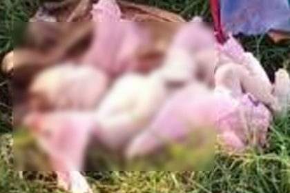 আবারও ঢাবি এলাকায় মিলল নবজাতকের লাশ