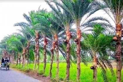 রস সংগ্রহ পাটালি তৈরিতে ব্যস্ত বেনাপোল-শার্শার গাছিরা