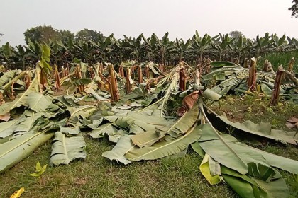 কলাগাছের সাথে শত্রুতা!