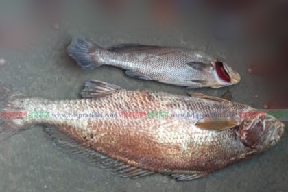 টেকনাফে বড়শিতে উঠল ২৮ কেজির কালা পোয়া, বিক্রি হল প্রায় ২ লাখে
