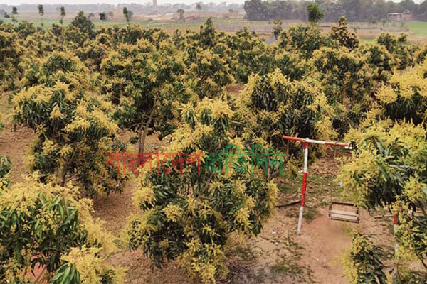 বরেন্দ্র অঞ্চলে কমছে কৃষি জমি, বাড়ছে আমবাগান