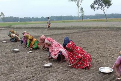 'সাদা সোনা' চাষে ব্যস্ত খানসামার কৃষকরা 