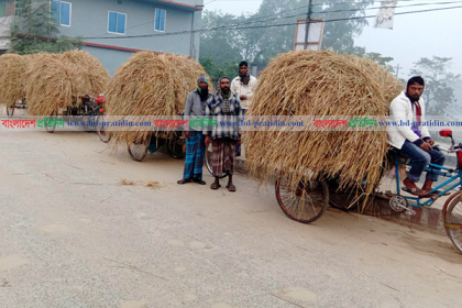নওগাঁয় গরুর খাদ্যের সংকটে কৃষক ও খামারি