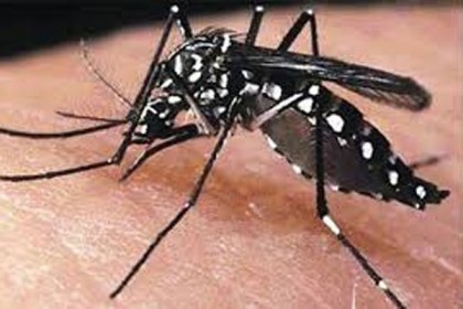 খুলনায় ডেঙ্গু জ্বরে আক্রান্ত এক জনের মৃত্যু