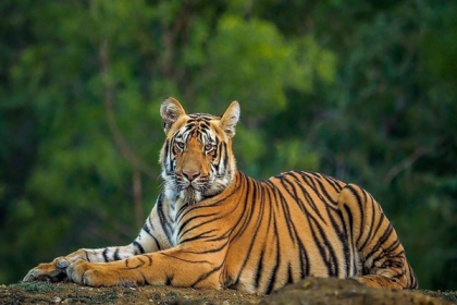 ভারতে ৯ বছরে বাঘের সংখ্যা বাড়ল পাঁচগুণ