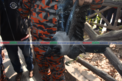 ‘৯৯৯’-এ ফোন দিয়ে উদ্ধার হলো আটকে পড়া কাক