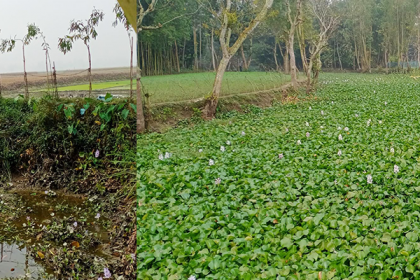 সোনাতলায় বিলের মুখ ভরাট করায় জমিতে জলাবদ্ধতা 
