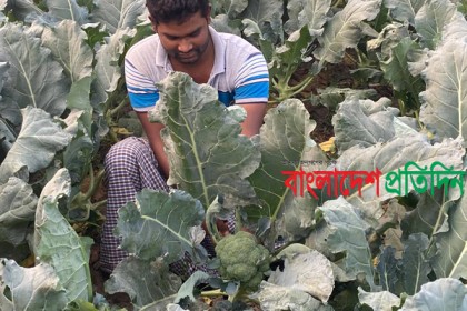 সাভারে বিষমুক্ত সবজি চাষে সাড়া
