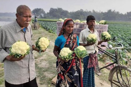 মানিকগঞ্জে ফুলকফি চাষে ক্ষতির মুখে কৃষকরা 