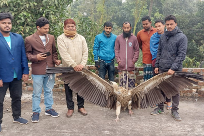সিরাজগঞ্জে বিলুপ্ত প্রজাতির শুকুন উদ্ধার