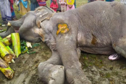 সিরাজগঞ্জে সার্কাসের হাতির মৃত্যু