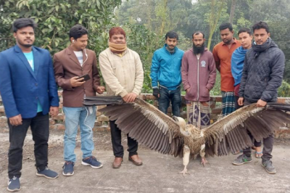 সিরাজগঞ্জে বিলুপ্ত প্রায় প্রজাতির শুকুন উদ্ধার