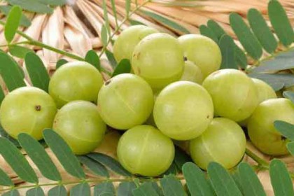 যেসব কারণে শীতে আমলকি খাওয়া জরুরি