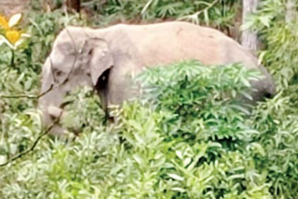 বুনো হাতির বিরুদ্ধে থানায় জিডি

