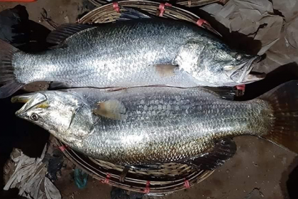 বড়শিতে ধরা পড়ল ২৫ কেজির একজোড়া কোরাল
