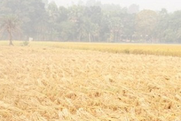 শীষ কাটা পোকার আক্রমণে দিশেহারা চলনবিলের কৃষকেরা