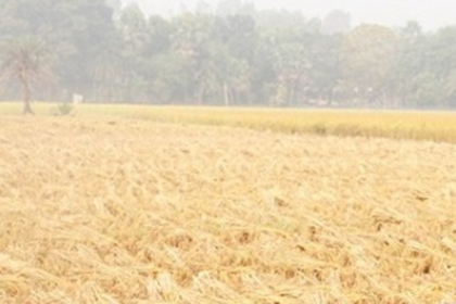 শীষ কাটা পোকার আক্রমণে দিশেহারা চলনবিলের কৃষকেরা