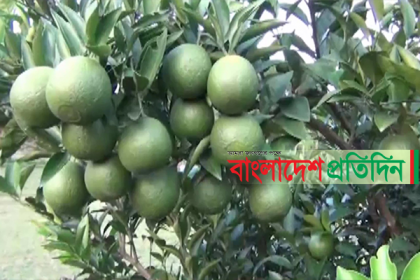 পঞ্চগড়ের বাগান ভরে গেছে কাঁচা-পাকা মাল্টায়