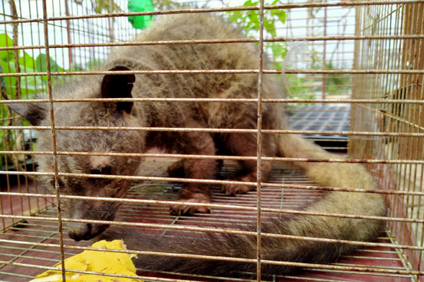 বগুড়ায় গন্ধগোকুল উদ্ধার