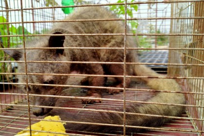 বগুড়ায় গন্ধগোকুল উদ্ধার
