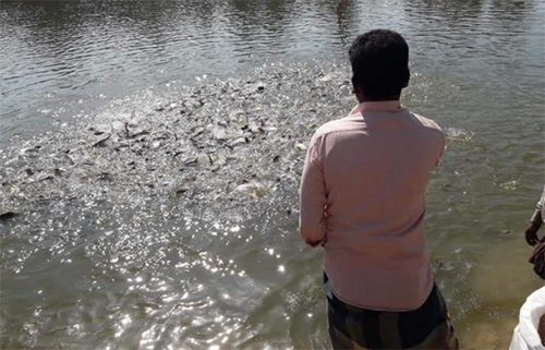 আধুনিক পদ্ধতিতে মৎস্য চাষে ব্যাপক সফলতা অর্জন