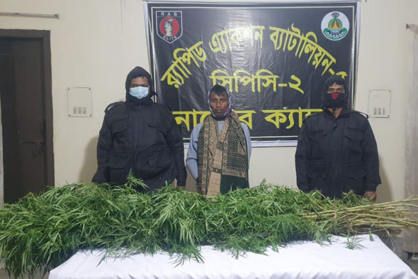 লালপুরে গাঁজার গাছসহ একজন আটক